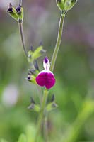 Salvia greggii amethyst lips 'Dyspurp' - Sage