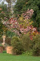 Sorbus - Rowan berries 