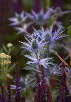 Eryngium planum 'Blue Hobbit' with Salvia nemerosa 'Caradonna'