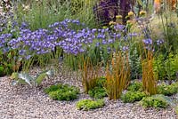 Triteleia Laxa in drought tolerant gravel garden. RHS Hampton Court Garden Festival 2019.