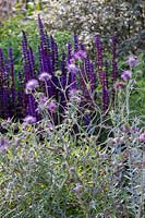 Galactites tomentosa in drought tolerant garden. RHS Hampton Court Garden Festival 2019.