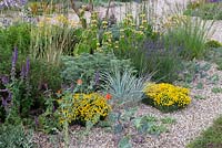 Colourful planting in the drought tolerant garden. Artemisia 'Powis Castle', Elymus magellanicus,Phlomis and Santolina chamaecyparissus subsp magonica. RHS Hampton Court Garden Festival 2019.