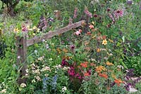 Perennials along rustic timber fence. RHS Hampton Court Festival 2019.