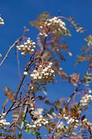 Sorbus 'Cashmeriana', white berries.