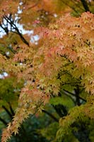 Acer palmatum 'Sango-Kaku'.