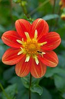 Dahlia 'Trelyn Rebecca' and a hoverfly.