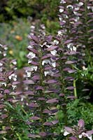 Acanthus Spinosus - Spiny Bear's Breeches