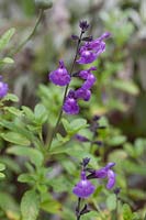 Salvia 'Lavender Dilly Dilly'