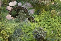 Pond with shade-loving plants including Nephrolepis exaltata, Hedera and Fittionia 