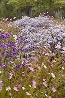 Aster lateriflorus 'Bleke Bet' and A. novae angliae 'Violetta' with Cosmos bipinnatus 'Sonata Pink' and 'Purity' - September
