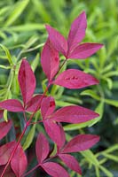 Nandina domestica 'Obsessed' with Choisya 'Aztec Gold'