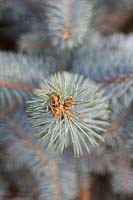 Cones on Picea pungens 'Edith' - Colorada Spruce