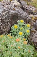 Rhodiola rosea growing wild amongst rocks - Roseroot - June, Iceland