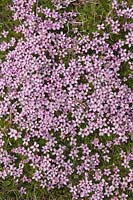 Saxifraga oppositifolia growing wild - Purple saxifrage 