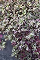 Tradescantia zebrina pendula in grey trough - Silver Inch Plant