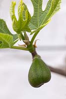 Fig 'Goutte d'Or' - Ficus carica