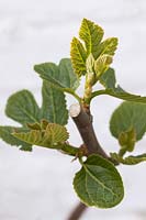 Ficus carica 'Goutte d'Or' - New growth stimulated by pruning Fig tree