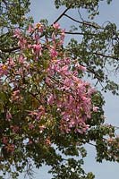 Chorisia speciosa in flower, syn. Ceiba speciosa - Silk Floss Tree, Argentina