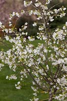 Prunus incisa f. amadei