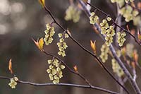 Stachyurus chinensis 'Celina' - Emerging foliage and flowers in March