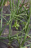 Nettles growing through weed suppressing membrane around onion stems