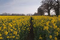Brassica napus - Path through rape field in Spring - April