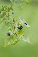 Agelastica aln - Alder leaf beetles on birch tree leaves 
