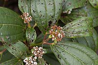 Viburnum leaf beetle damage - Pyrrhalta viburni