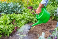 Woman watering newly planted Kale plants using a watering can