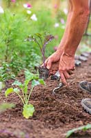 Woman planting plug plants of Redbor and Winterbor Kale using a hand trowel