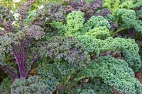 Kale 'Red Bor' and 'Winterbor' ready for harvest