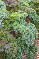 Kale 'Winterbor'