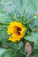 Helianthus 'Little Dorrit' - Sunflower