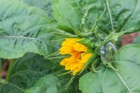 Helianthus 'Little Dorrit' - Sunflower.