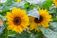 Helianthus 'Little Dorrit' - Dwarf Sunflower.