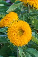 Helianthus 'Teddy Bear' - Dwarf Sunflower.