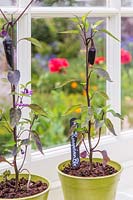 Chilli 'Hungarian Black' in bamboo pots in window sill.