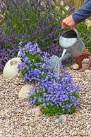 Woman watering Campanula cascade with watering can
