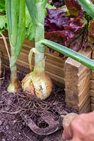 Harvesting Onion 'Sturon' growing in planter.