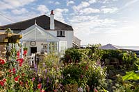 The Old Stone Cottage, Beesands, South Devon. Sweet peas, Dahlias and Cosmos in cottage garden.