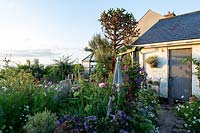 The Old Stone Cottage, Beesands, South Devon. Mixed annual planting in cottage garden