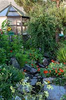 The Old Stone Cottage, Beesands, South Devon. Nasturtiums and Nicotiana in cottage garden.