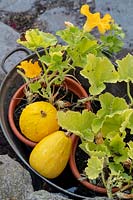 The Old Stone Cottage, Beesands, South Devon, owner Helen Grimes. Gourds growing in pots.