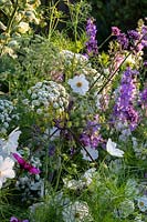The Old Stone Cottage, Beesands, South Devon. Ammi majus, Cosmos 'Purity' and Larkspur in cottage garden.