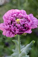 Papaver somniferum 'opium Poppy'