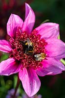 Bumble bees on Dahlia 'Mambo'