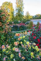 Forde Abbey, Somerset, UK. Borders filled with Dahlias in colourful autumnal planting