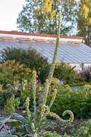 Verbascum thapsus, the great mullein or common mullein