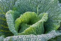 Cabbage 'Savoy'  'Traviate'