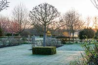 View from the rear of Westbrook House facing East at sunrise, looking across formal lawn with Pyrus nivalis underplanted with clipped Box squares.
